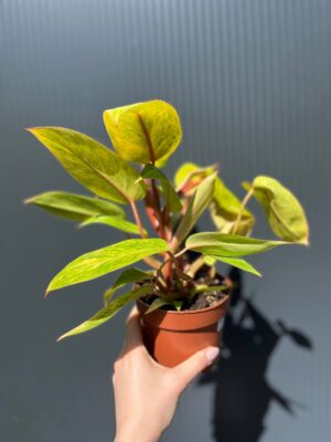 Philodendron Painted Lady