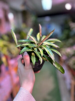 Hoya wayetii Tricolor  ‘Kentiana ‘Variegata’