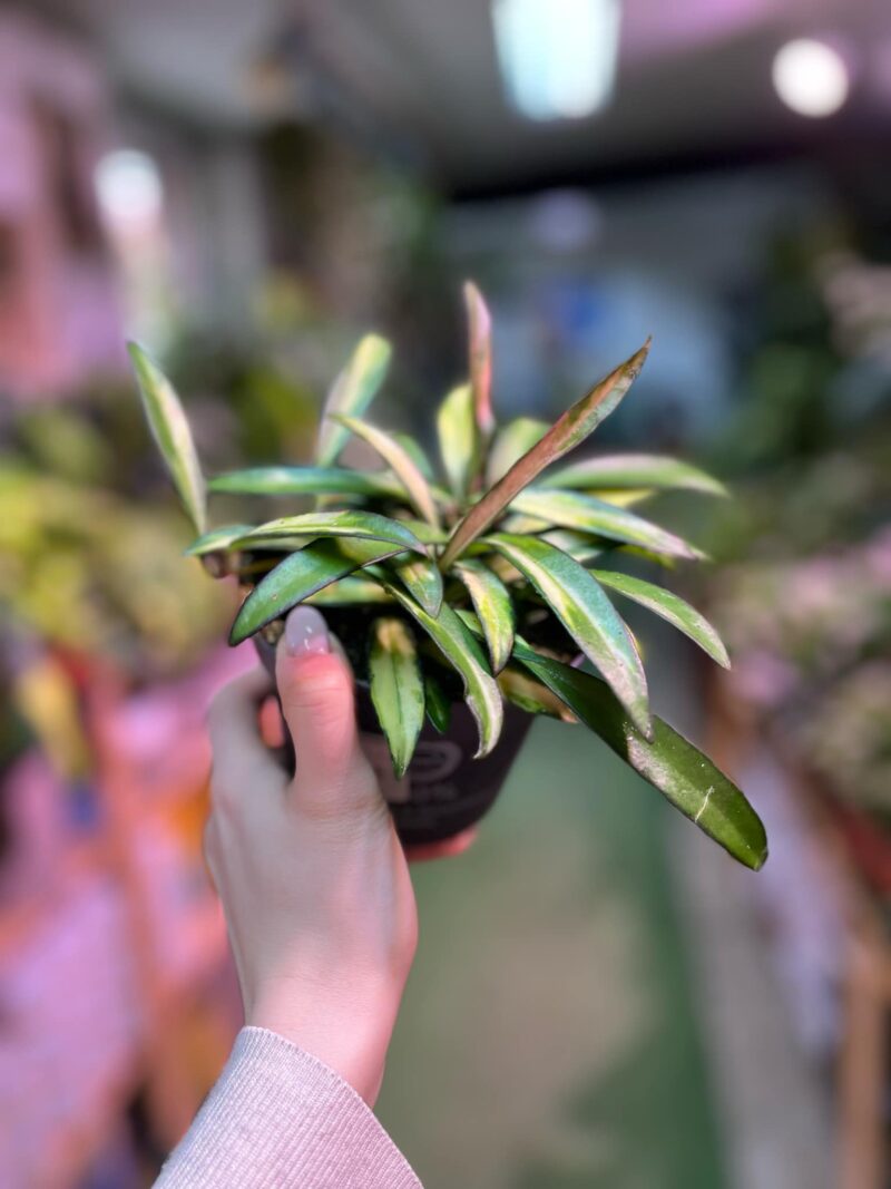 Hoya wayetii Tricolor  ‘Kentiana ‘Variegata’