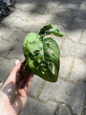 Monstera Adansonii ‘Monkey Mask’