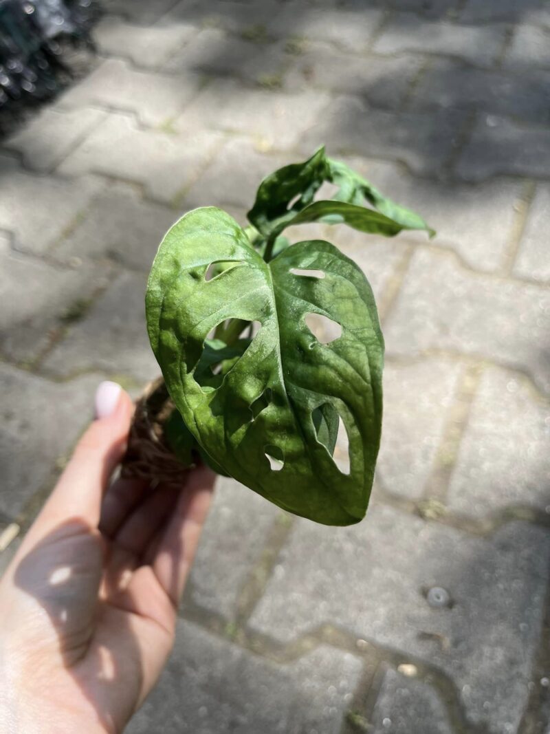 Monstera Adansonii ‘Monkey Mask’