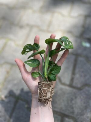 Monstera Adansonii ‘Monkey Mask’