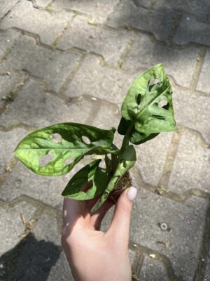 Monstera Adansonii ‘Monkey Mask’