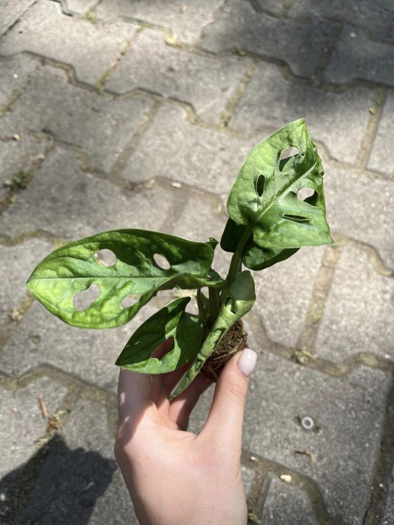 Monstera Adansonii ‘Monkey Mask’