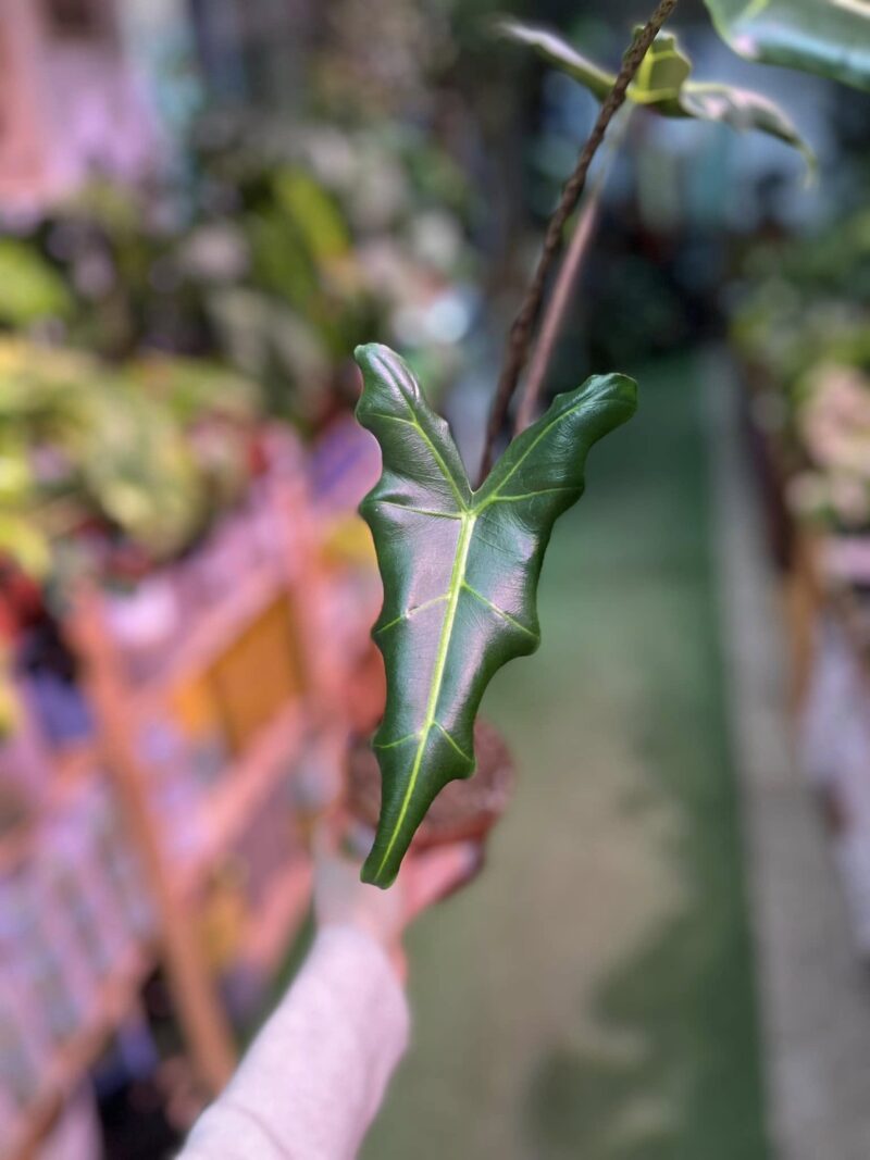 Alocasia Sarian