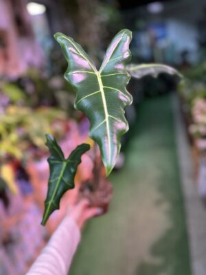 Alocasia Sarian