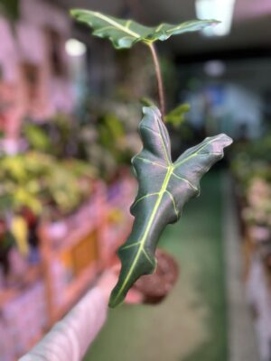 Alocasia Sarian