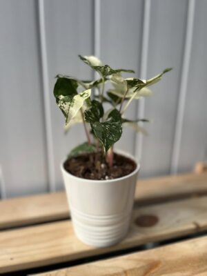 Syngonium Emerald Gem