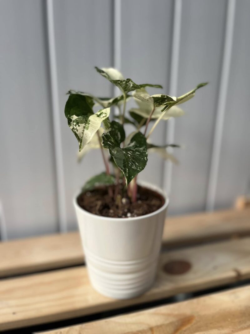 Syngonium Emerald Gem