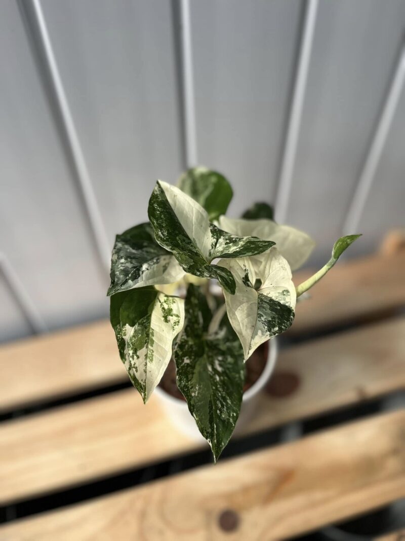 Syngonium Emerald Gem