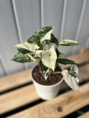 Syngonium Emerald Gem