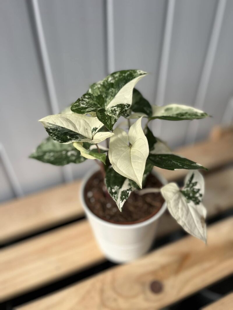 Syngonium Emerald Gem