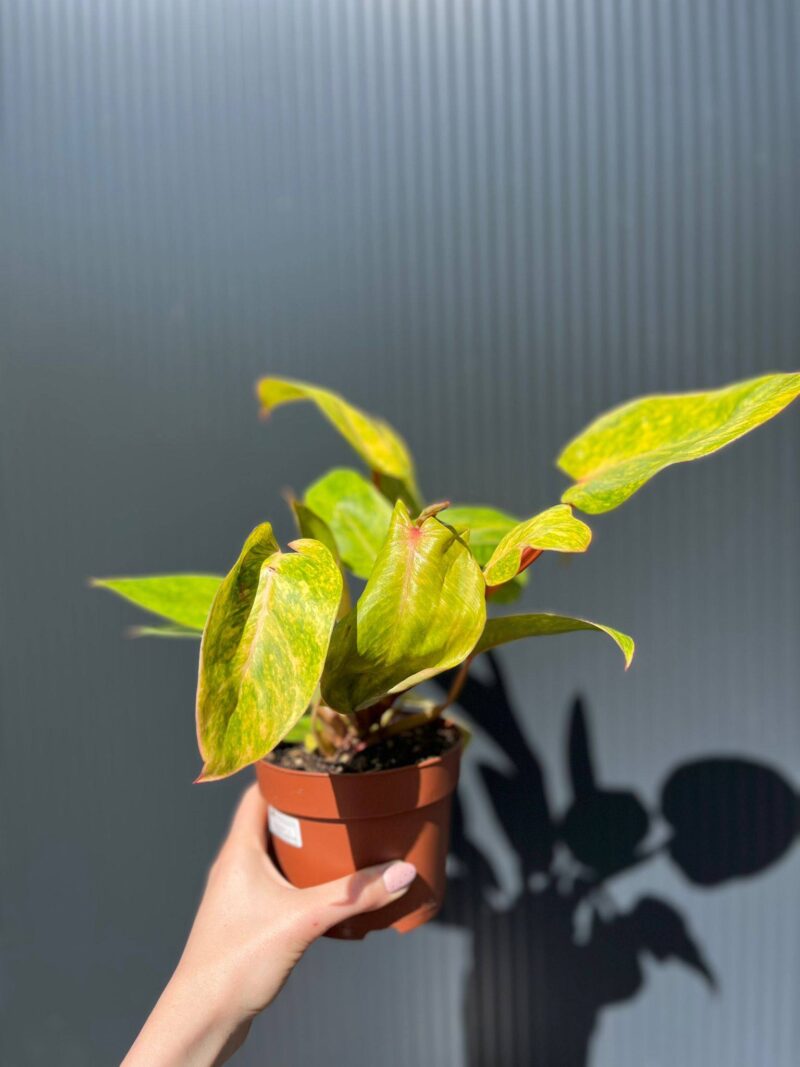 Philodendron Painted Lady