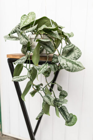 Scindapsus pictus Trebie