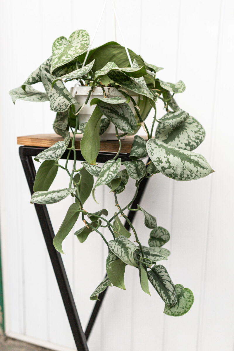 Scindapsus pictus Trebie Scindapsus pictus Trebie