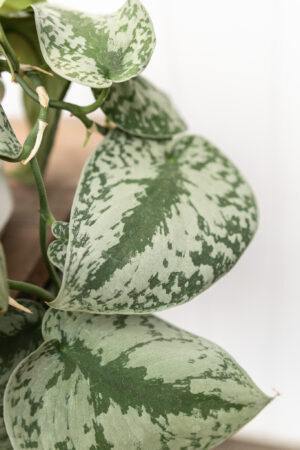 Scindapsus pictus Trebie