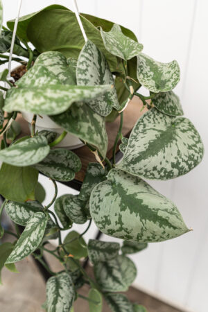 Scindapsus pictus Trebie