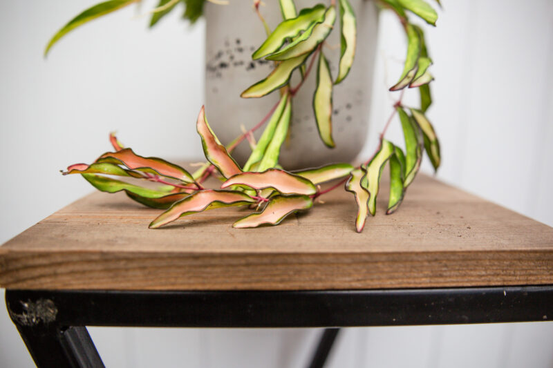 Hoya wayetii Tricolor  ‘Kentiana ‘Variegata’