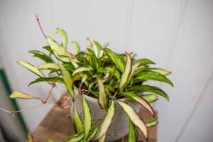 Hoya wayetii Tricolor  ‘Kentiana ‘Variegata’