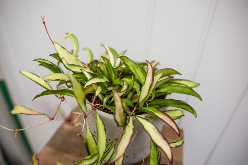 Hoya wayetii Tricolor  ‘Kentiana ‘Variegata’