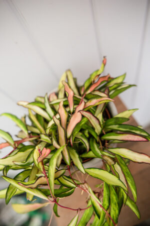 Hoya wayetii Tricolor  ‘Kentiana ‘Variegata’