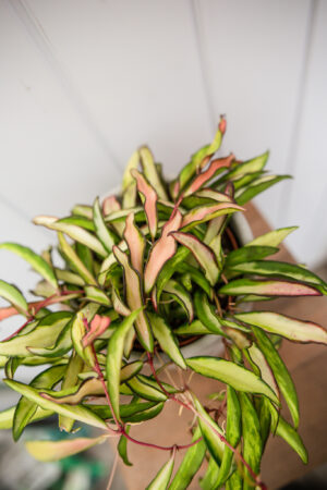 Hoya wayetii Tricolor  ‘Kentiana ‘Variegata’