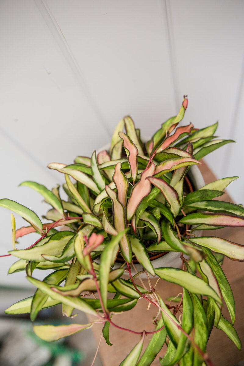 Hoya wayetii Tricolor  ‘Kentiana ‘Variegata’
