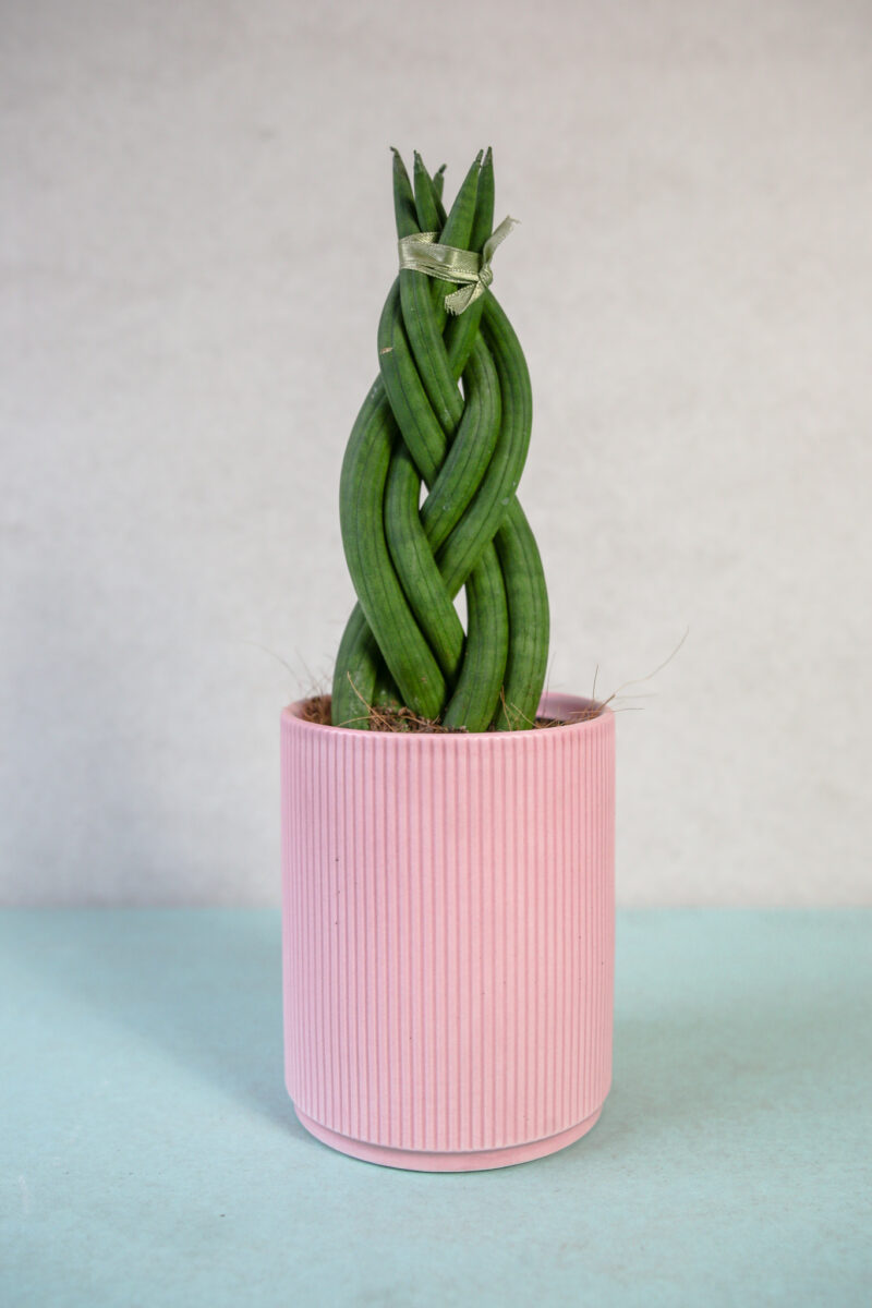 Sansewieria cylindryczna