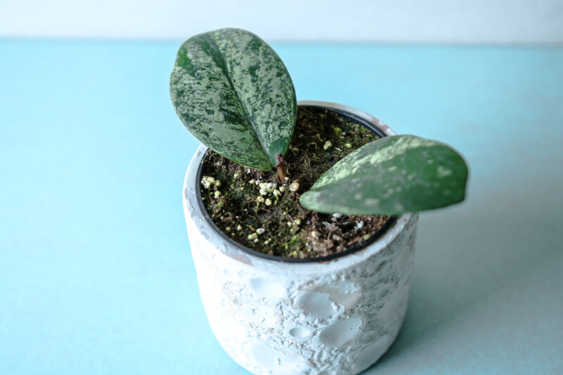 Hoya Obovata Splash