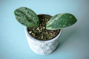 Hoya Obovata Splash
