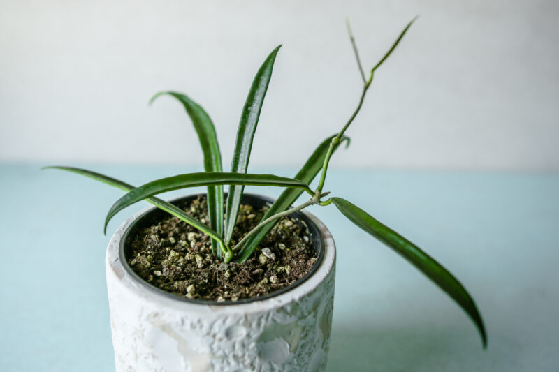 Hoya Shepherdii