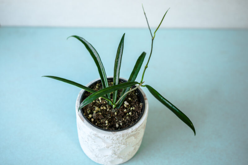 Hoya Shepherdii