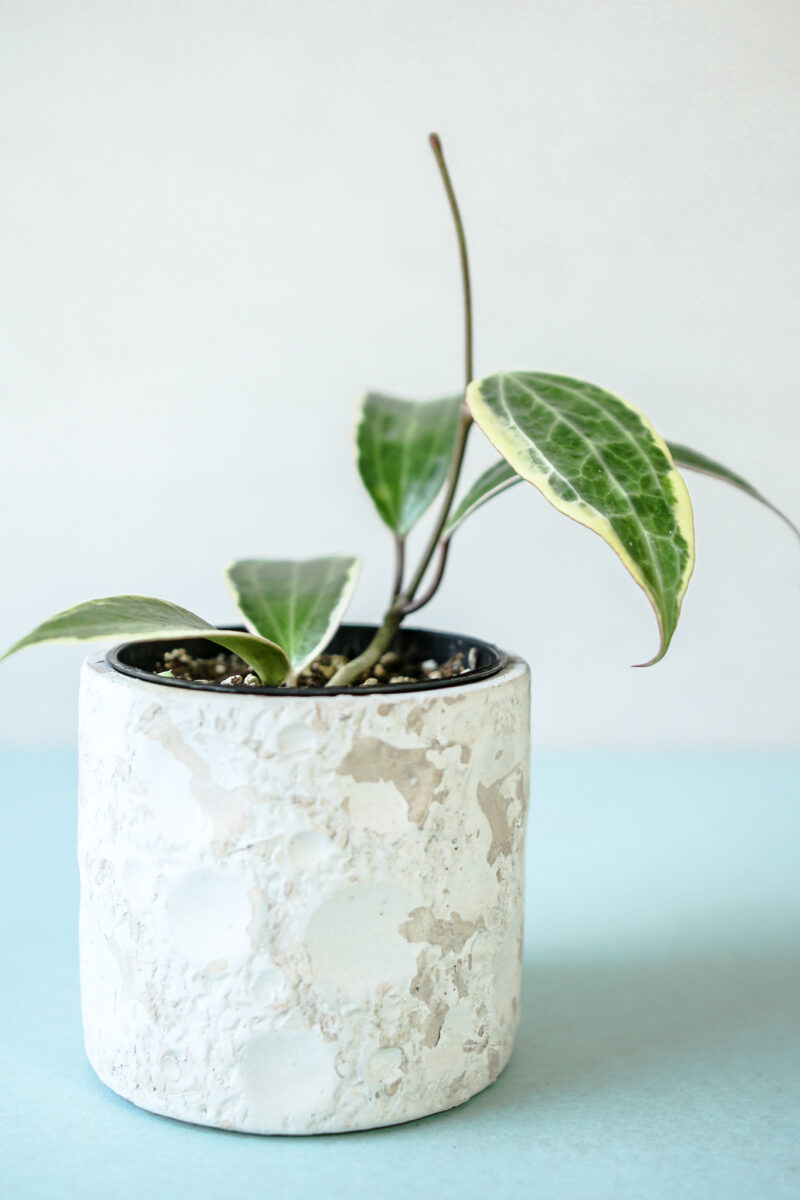 Hoya Macrophylla Albomarginata Variegata