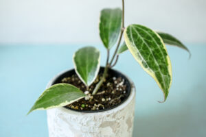 Hoya Macrophylla Albomarginata Variegata