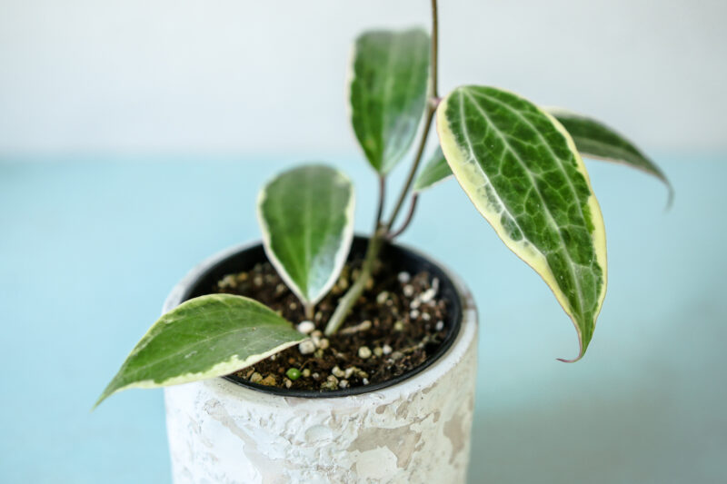 Hoya Macrophylla Albomarginata Variegata