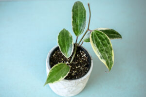 Hoya Macrophylla Albomarginata Variegata