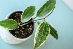 Hoya Macrophylla Albomarginata Variegata