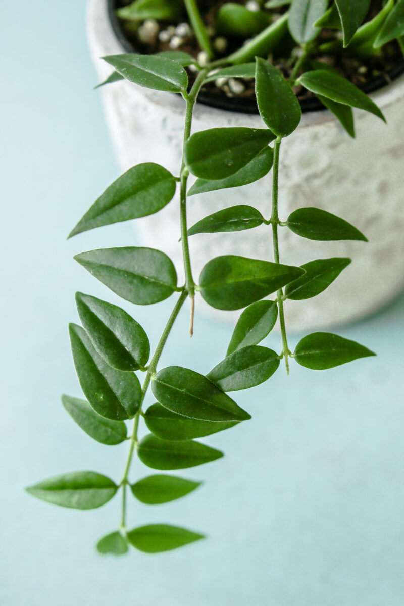 Hoya Bella Hoya Bella