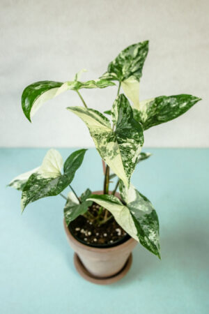 Syngonium Emerald Gem