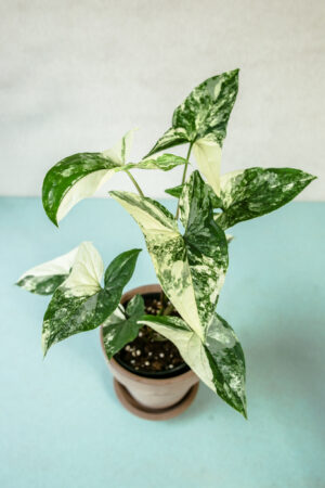 Syngonium Emerald Gem