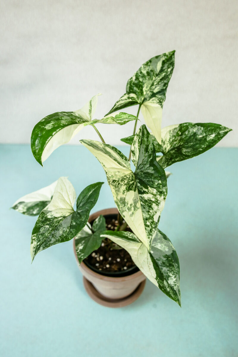 Syngonium Emerald Gem