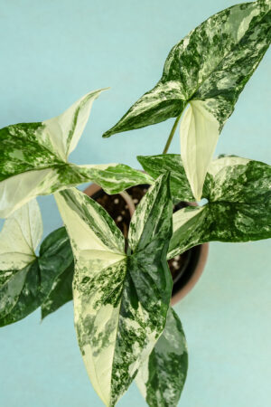 Syngonium Emerald Gem