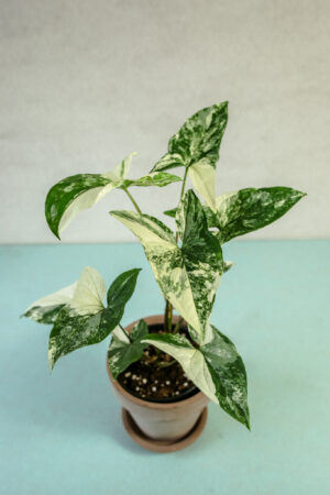 Syngonium Emerald Gem