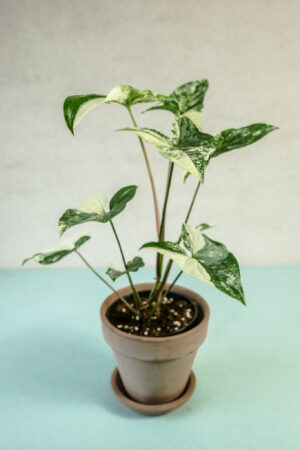 Syngonium Emerald Gem