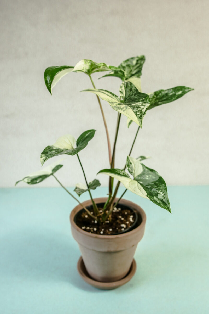 Syngonium Emerald Gem