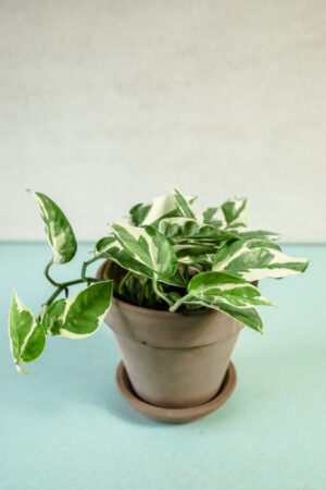 Epipremnum pearls and jade