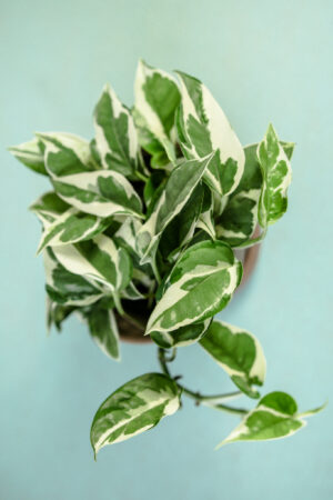 Epipremnum pearls and jade