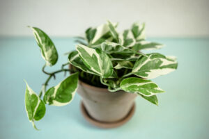 Epipremnum pearls and jade