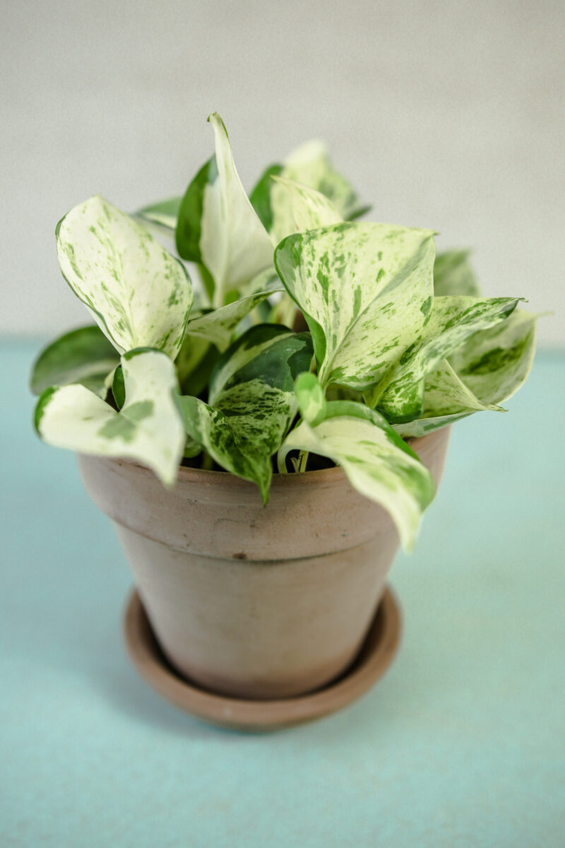 Epipremnum Happy Leaf