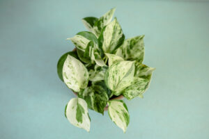 Epipremnum Happy Leaf